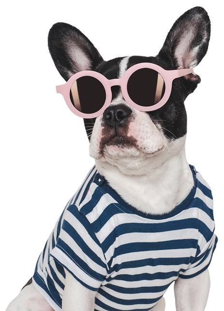 Dog With Shades